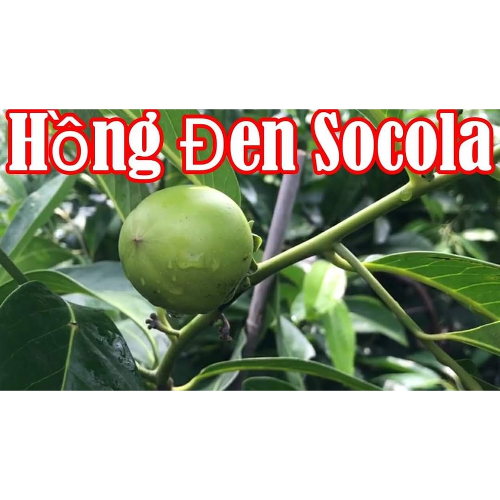 CÂY GIỐNG HỒNG ĐEN SOCOLA SIÊU SỚM (giao siêu nhanh cam kết chất lượng)