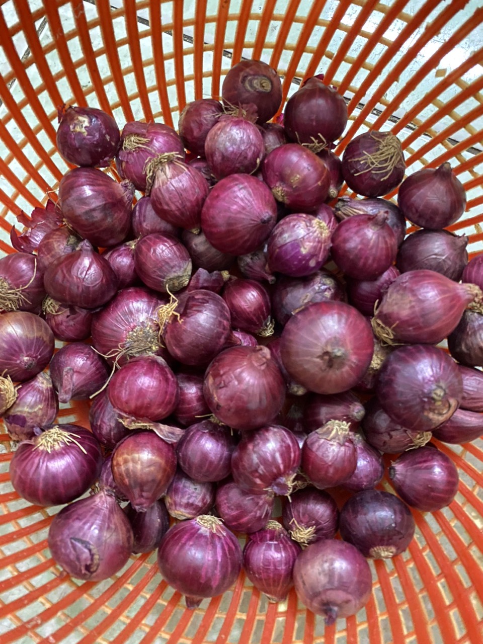 HÀNH ẤN ĐỘ LOẠI 1 , LỰA CHỌN KỸ, HÀNH KHÔ ĐẸP (hành tím khô, hành tím ấn độ, hành tím, tỏi tím, tỏi cô đơn, tỏi bắc, tỏi đen)
