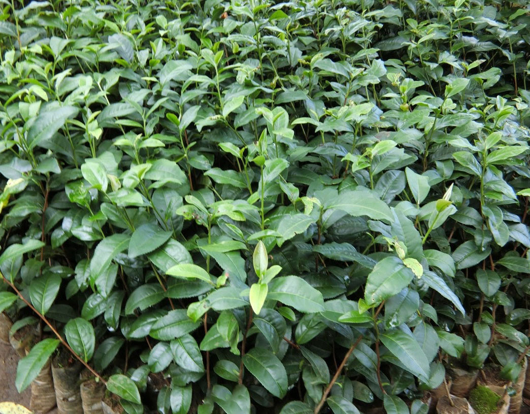 10H_HẠT GIỐNG TRÀ XANH/ CHÈ XANH