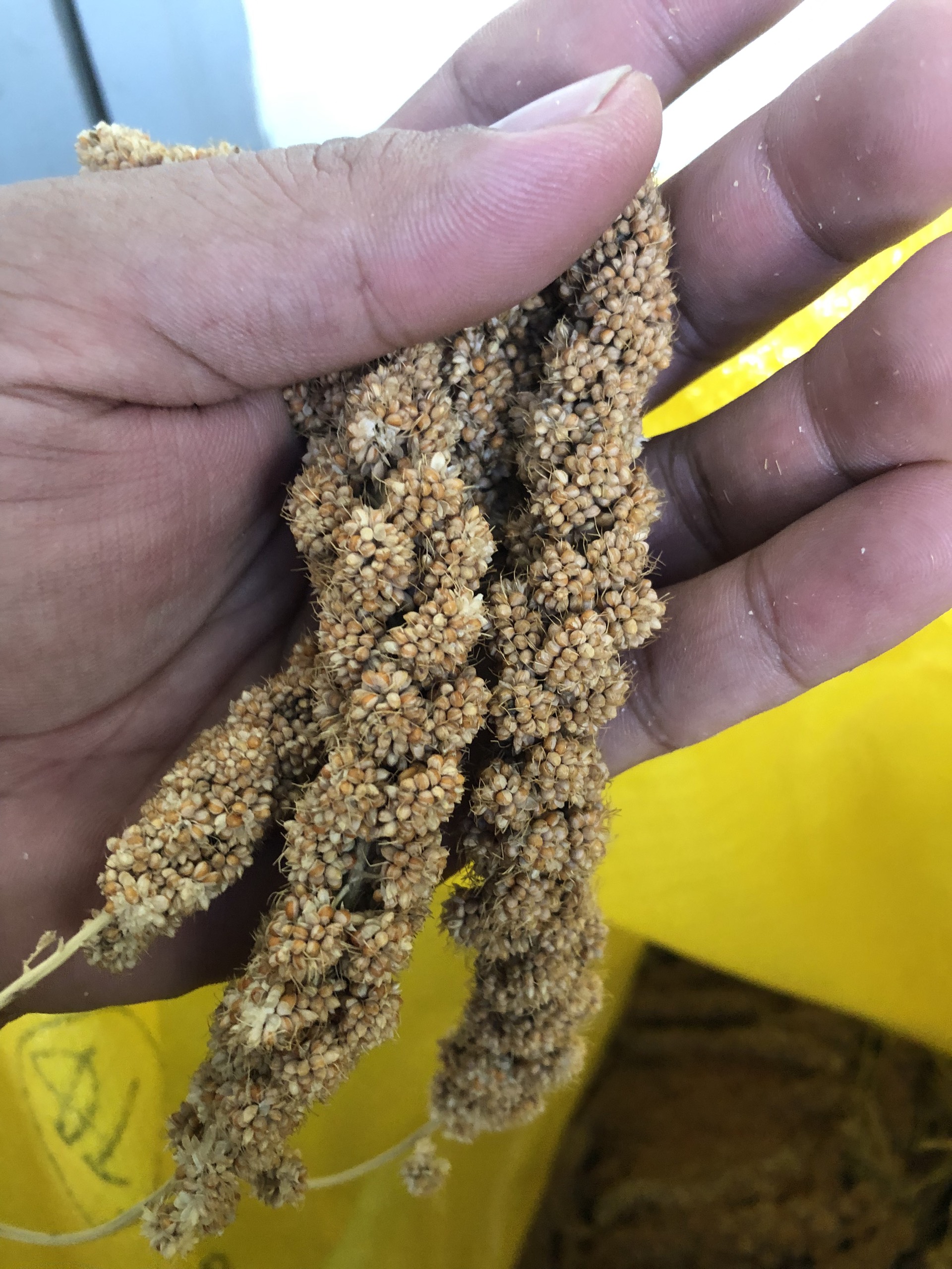 Kê chùm gói 500g/1kg