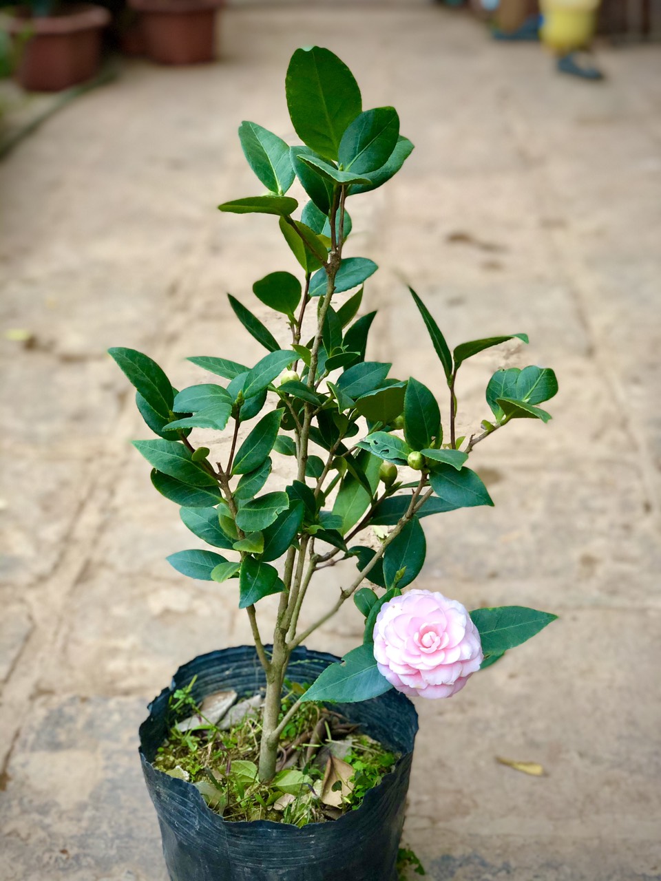 Cây trà my phấn cung đình đang nụ và hoa cao 50cm