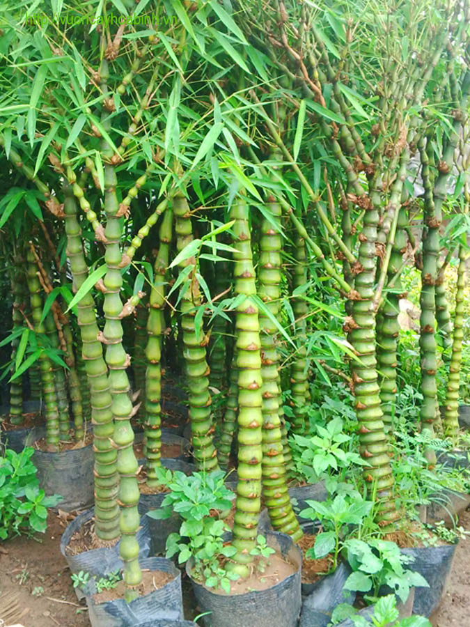 CHẬU CÂY TRÚC ĐÙI GÀ ĐẸP
