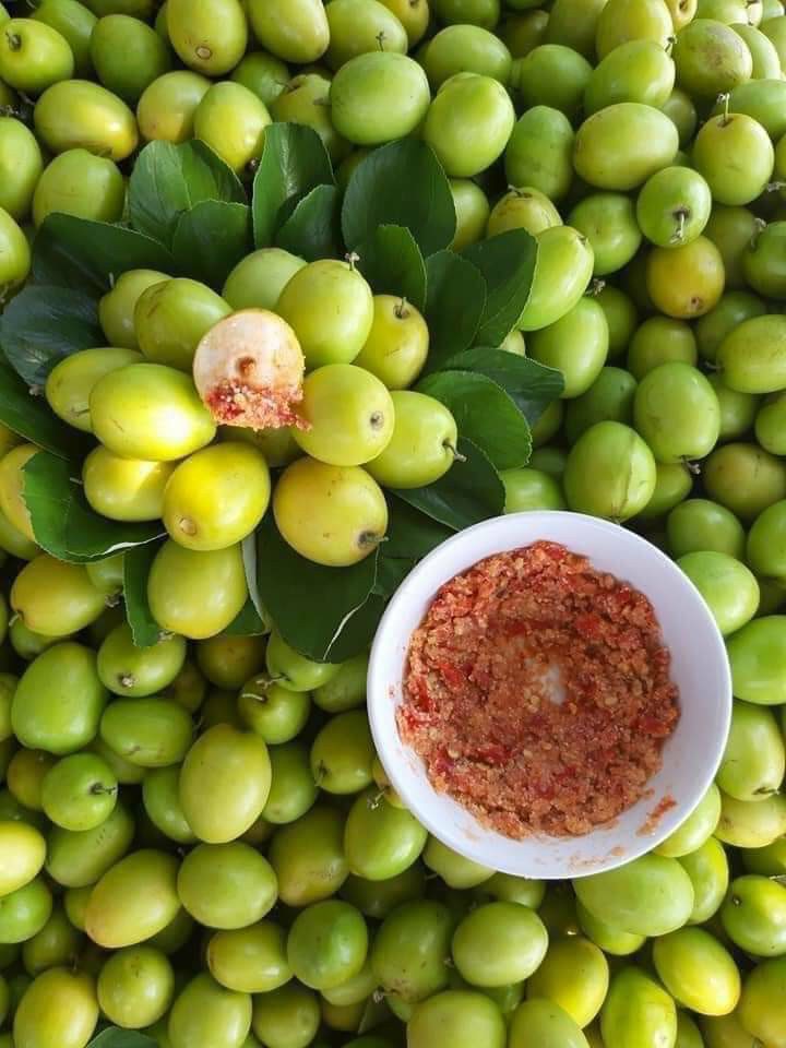 Cây giống táo chua gia lộc, sai quả, chín sớm, hiệu quả kinh tế