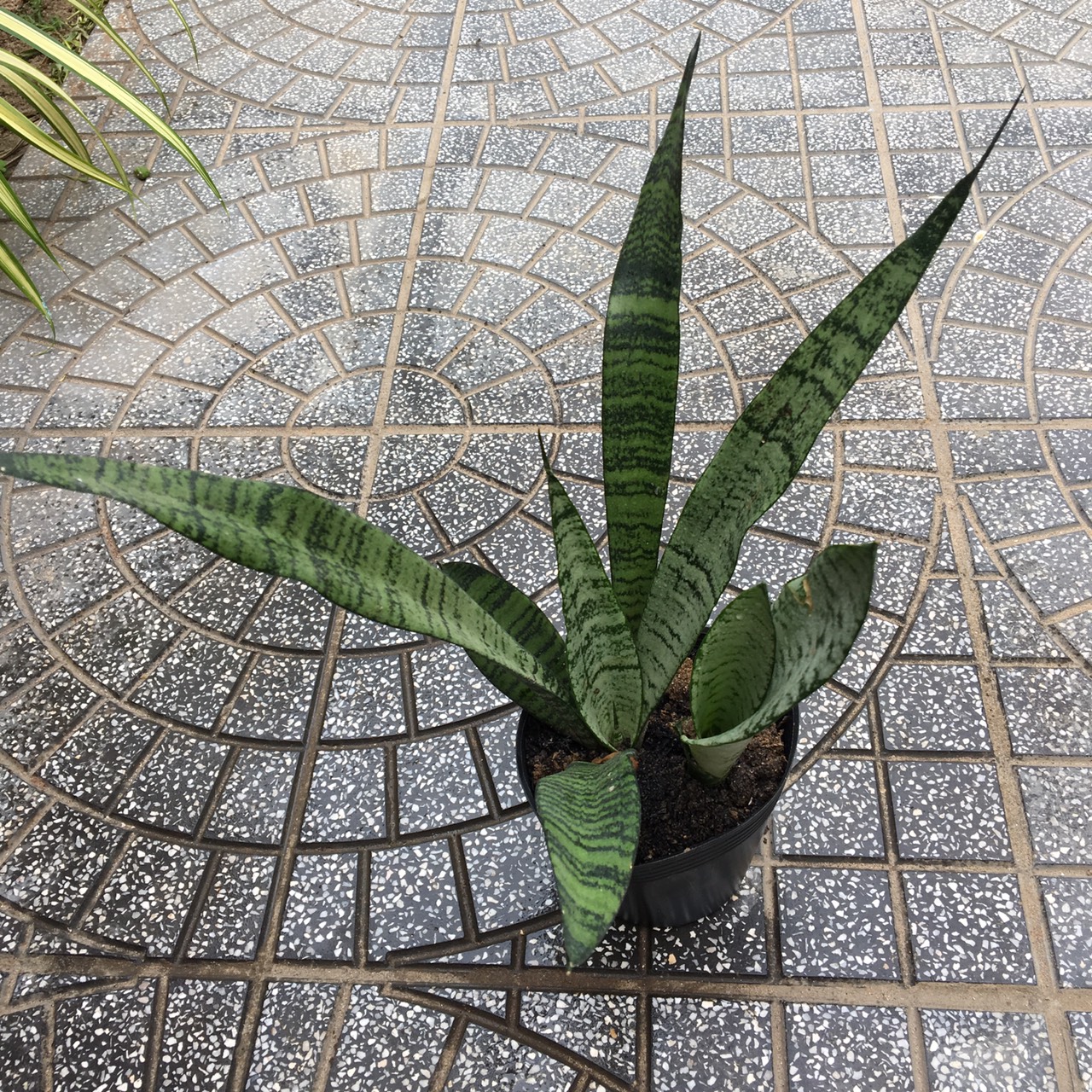 CÂY LƯỠI HỔ XANH DÁNG CAO