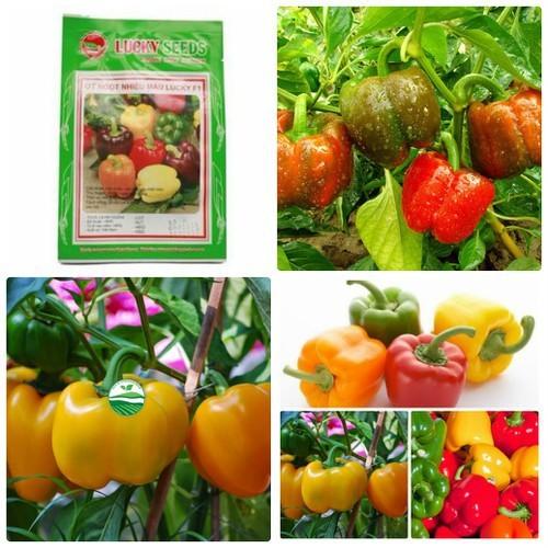 Hạt giống ớt chuông Ớt ngọt nhiều màu F1 – 10Hạt/gói