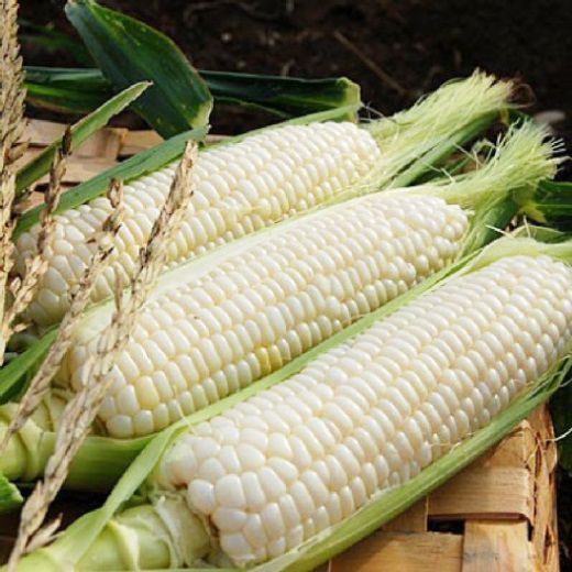 Hạt giống Bắp (Ngô) đủ loại (Nữ Hoàng Đỏ, Nếp Nù, Tím, Bắp Ngọt...)