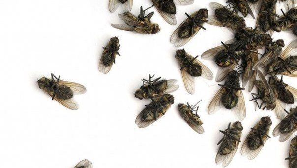 Thuốc Diệt Ruồi Cấp Tốc, An Toàn, Hiệu Quả, Tiết Kiệm Chi Phí