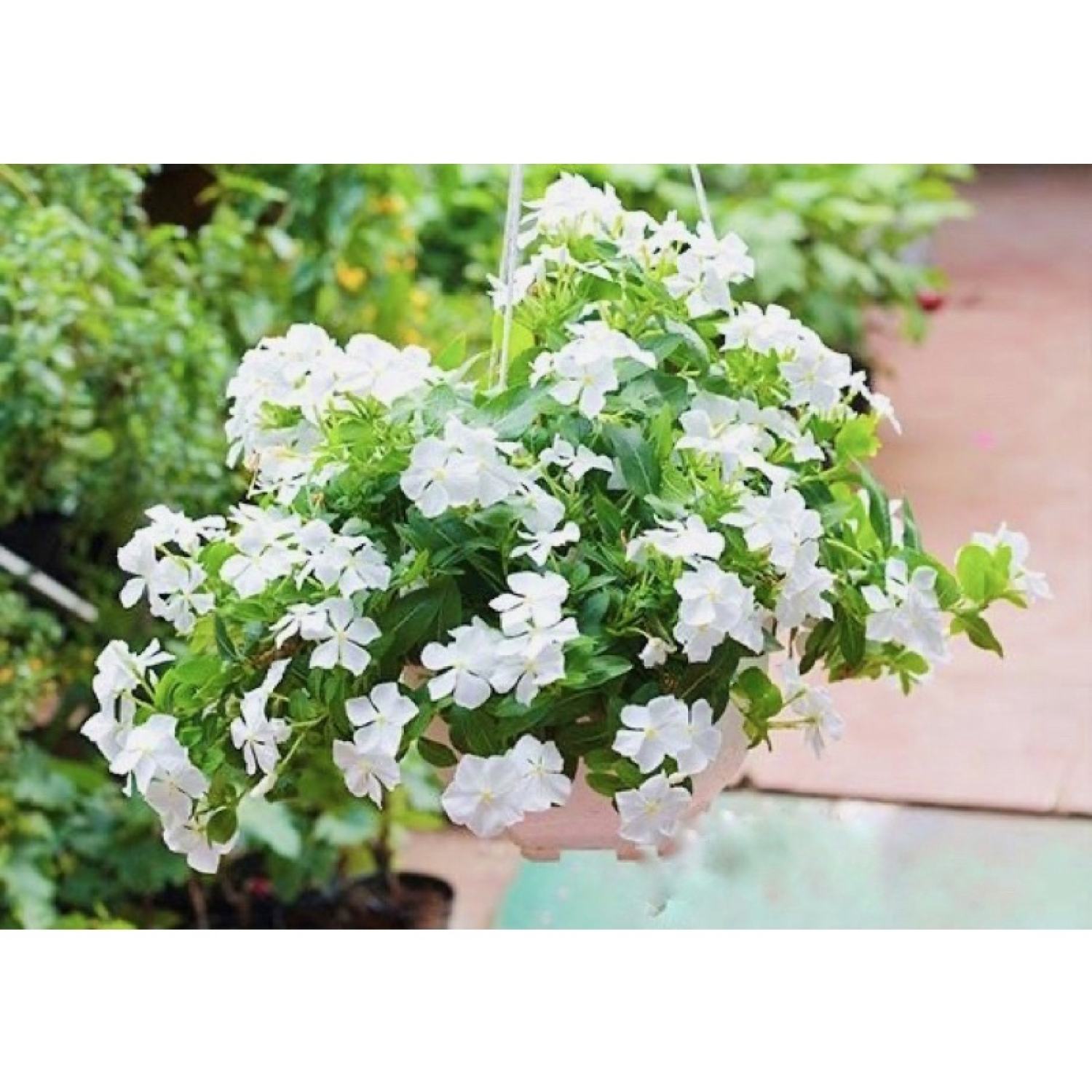 Cây Catharanthus roseus (hoa dừa cạn) màu trắng