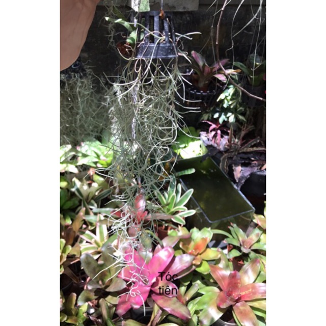 Cây Không Khí Tóc Tiên -Tillandsia Usneoides——-Sale——