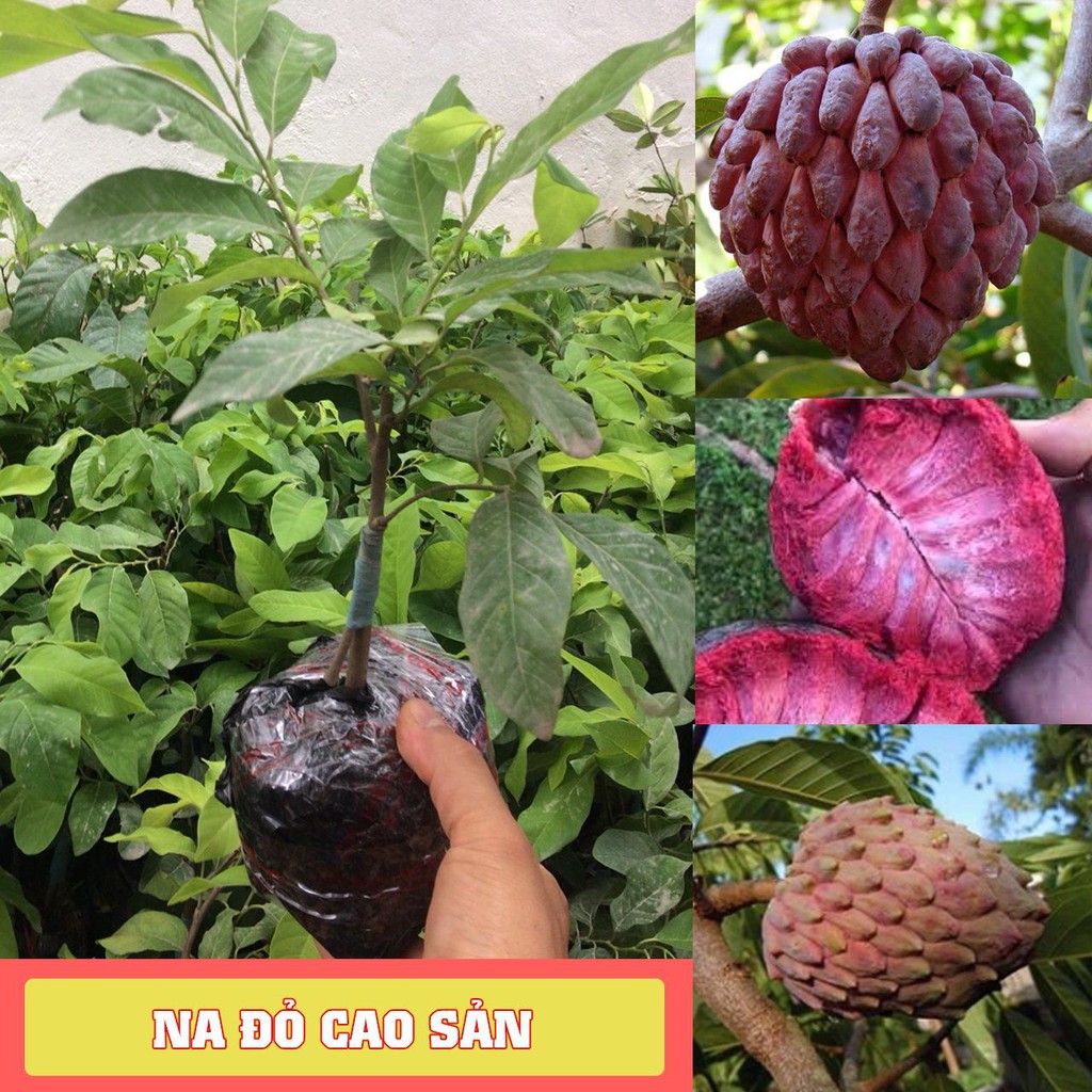 Cây giống na đỏ - cây giống nhập khẩu chuẩn f1