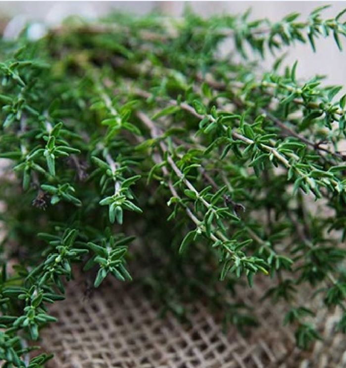 Hạt giống cỏ xạ hương (Thyme) - gói 100 hạt
