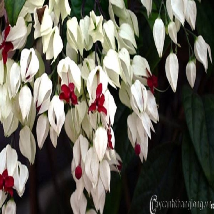 CÂY HOA NGỌC NỮ NHỎ CHUẨN GIỐNG F1