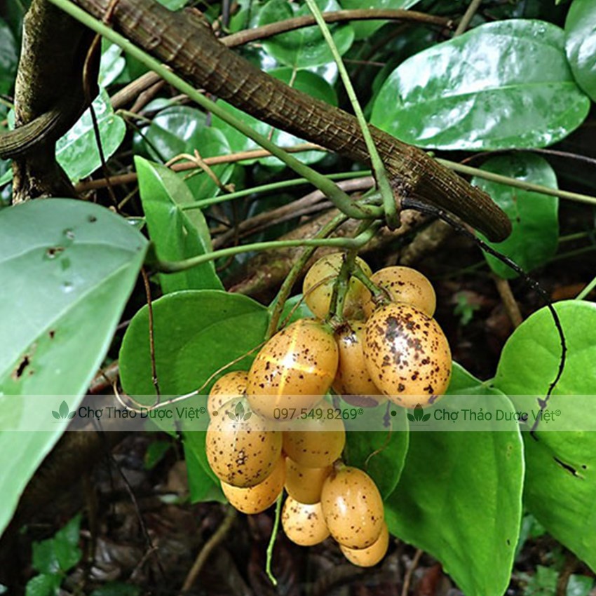 100g Hoàng Đằng (Khô,Vàng)