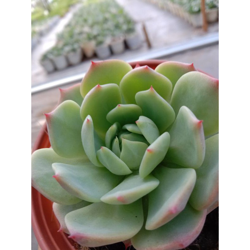 Sen Đá Bánh Bao Lửa, Xuất Xứ Đà Lạt, Lỗi 1 Đổi 1 ❣