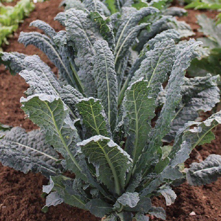 1g Hạt giống cải kale khủng long