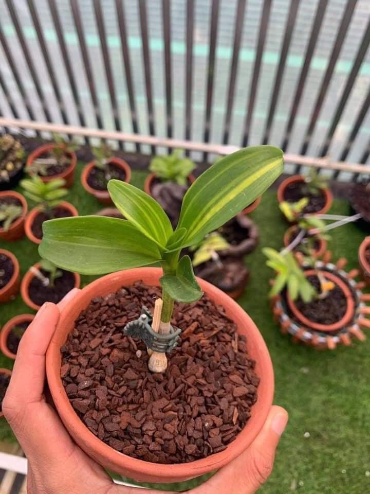 Vỏ thông trồng lan 1kg