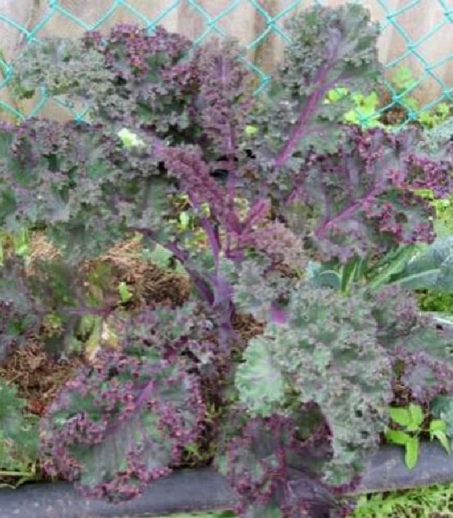 Hạt giống rau cải xoăn tím ( cải kale tím ) - 1 gói 20 hạt