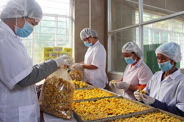 Trà hoa vàng cây lớn cao hơn 1m, cây hạt đẹp