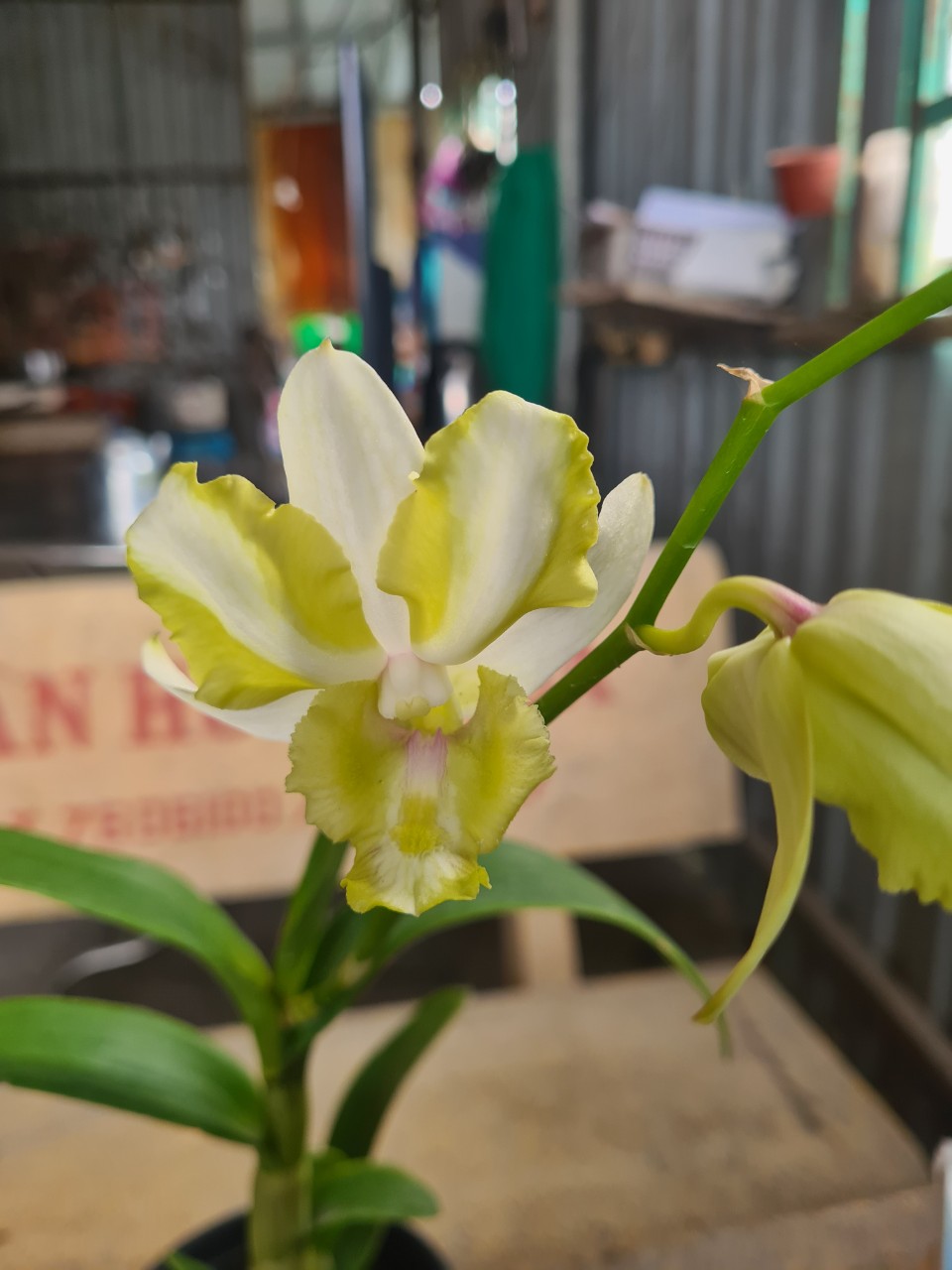 HOA LAN DEN LAI CAT MẮT PHỤNG VÀNG