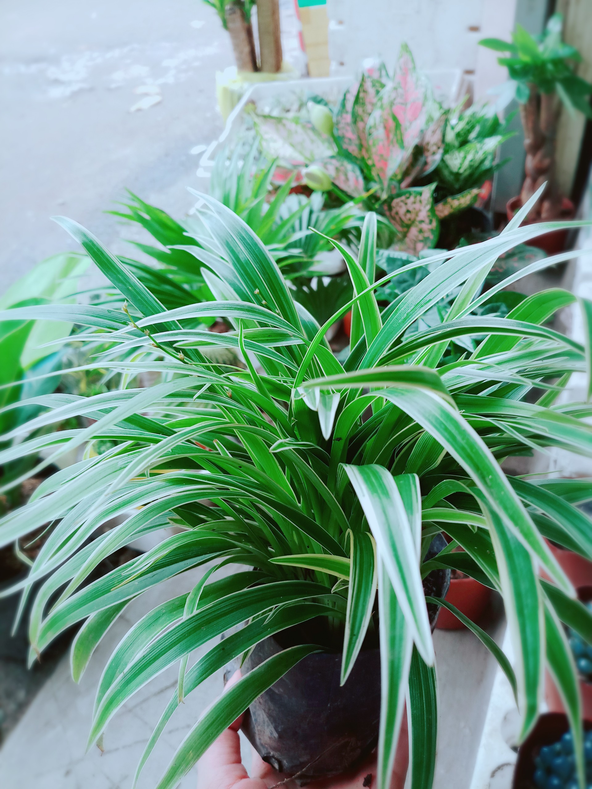 Chậu lan cỏ chi