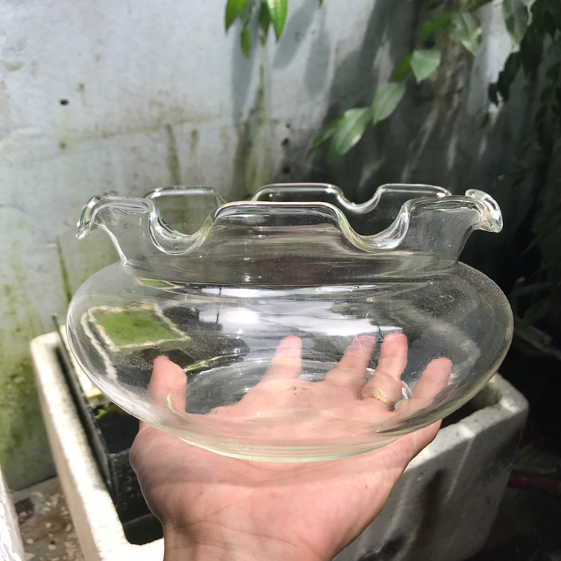 Bể cá mini - chậu cá để bàn -B17 bể cá tròn