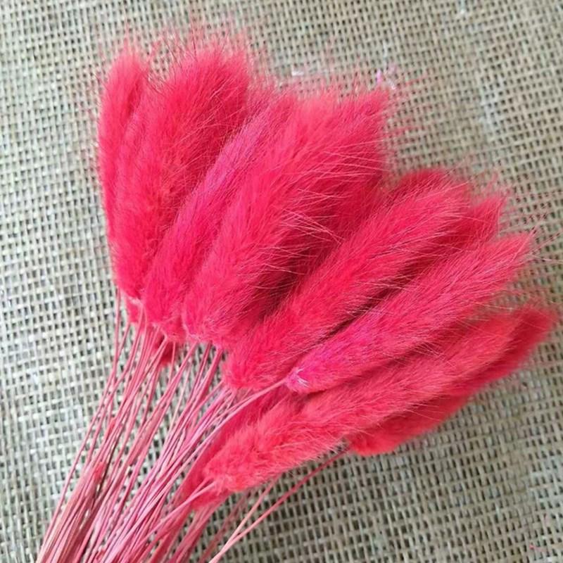 Cỏ đuôi thỏ khô phong cách vintage màu đỏ (60 cành)
