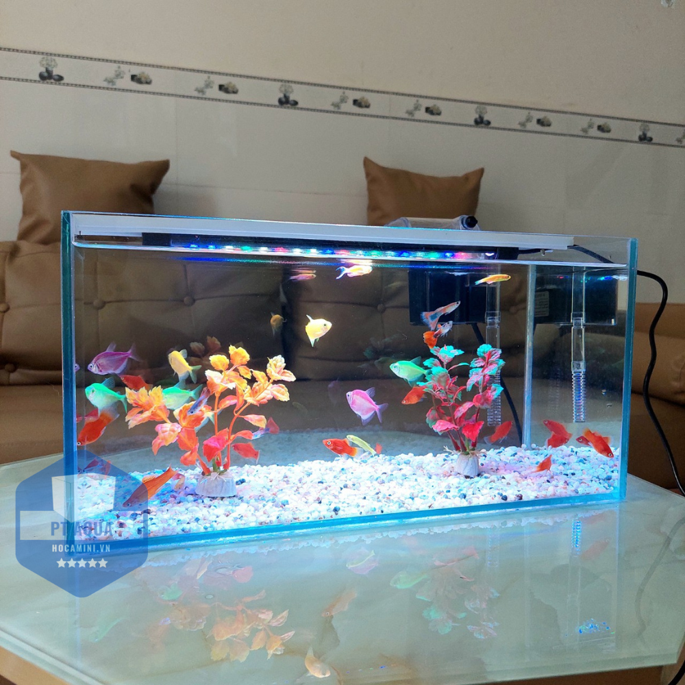 Bể cá mini 40cm COMBO đầy đủ phụ kiện