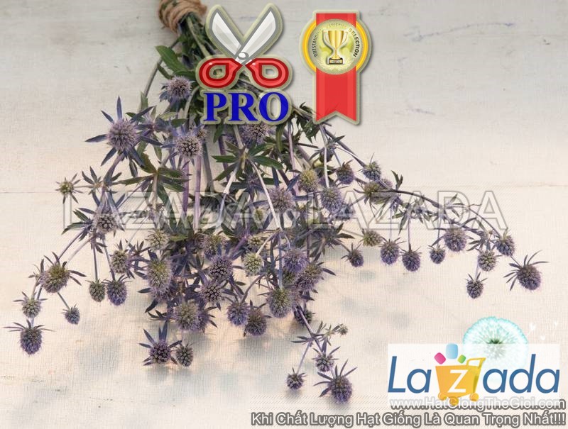 50h Hạt Giống Hoa Nhím Biển Blue Glitter (TLB2| -KD: B6*X69)
