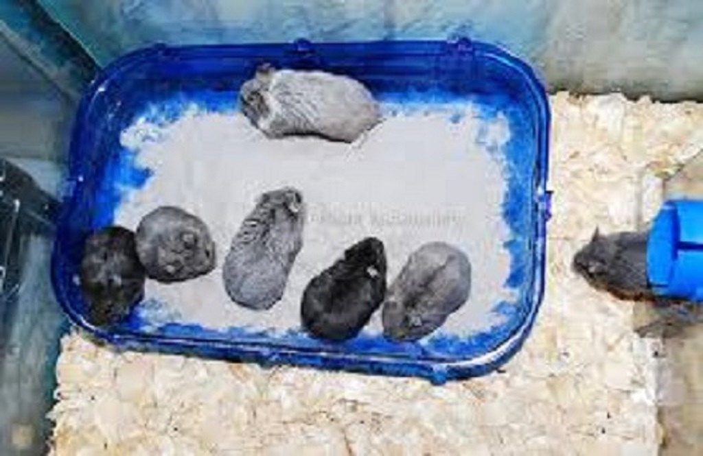 [PET-0012] Cát tăm mùi thơm cho Hamster 1KG