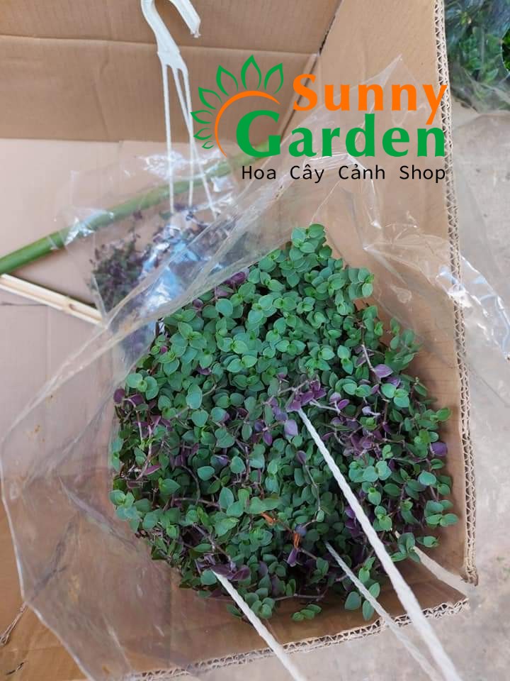 Chậu Cây Tổ Ong (Tóc Xù) - Chậu Treo