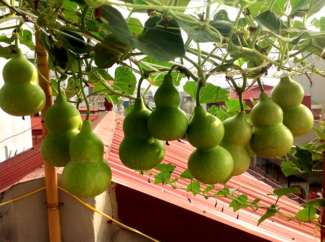 Hạt Giống Bầu Hồ Lô