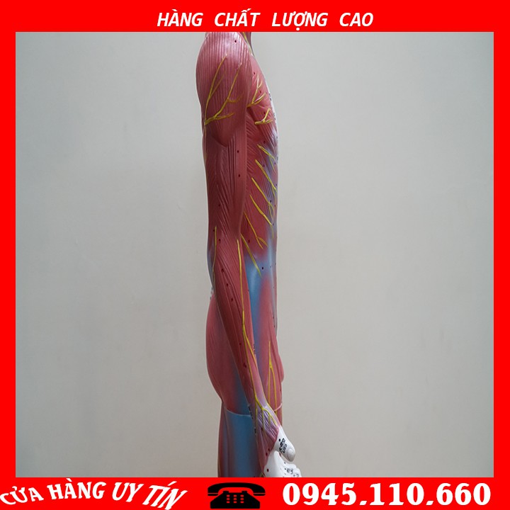 [HCM][MÔ HÌNH] Mô Hình Huyệt Vị - Mô Hình Châm Cứu Loại 85cm