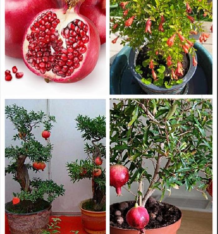 Hạt giống cây lựu lùn ( lựu bonsai )  "10 hạt.gói"