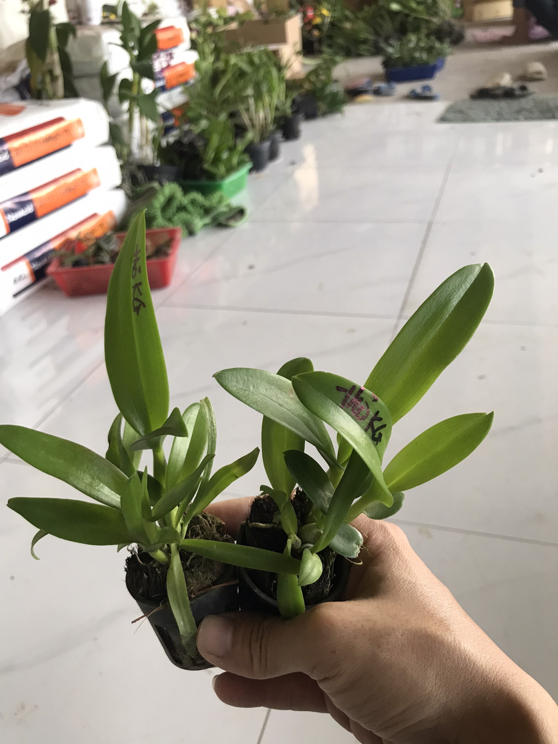 COMBO 3 CÂY GIỐNG THỎ KIÊN GIANG XƯA Cao 7-12Cm