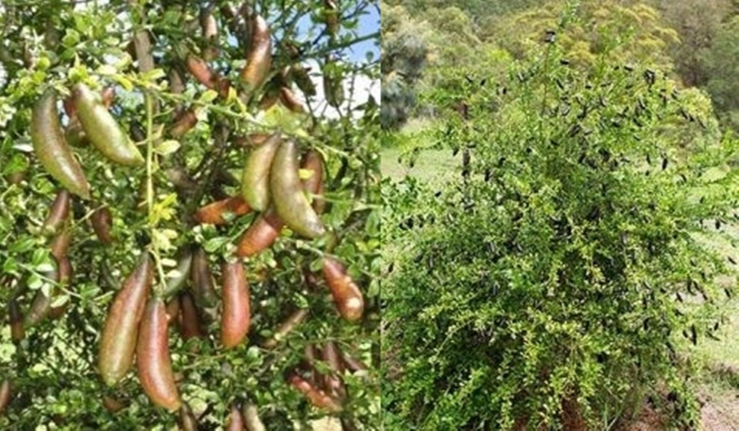 Combo 1 gói Hạt giống Chanh ngón tay, 1 gói kích nảy mầm, 1 gói phân bón nảy chồi ra lá