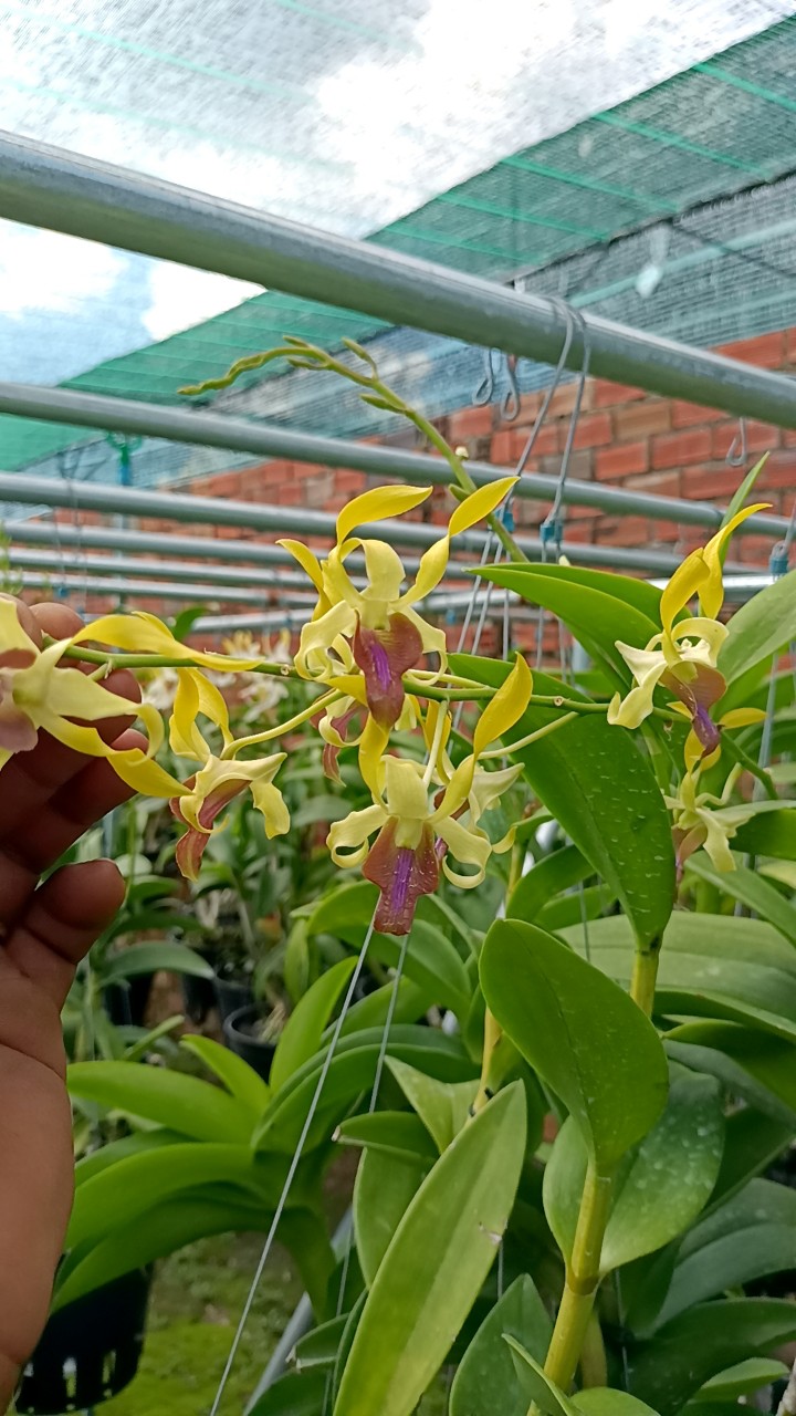 Hoa Lan DENRO Singapo Lai Tai Thỏ