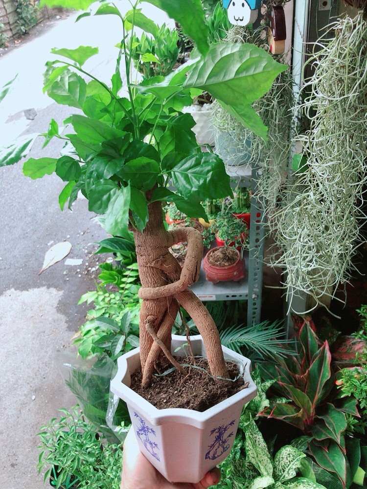 Chậu Cây Hạnh Phúc Bonsai
