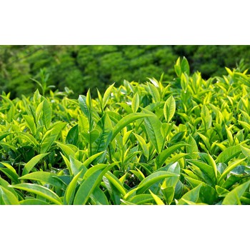 COMBO 1KG Trà (Chè) Bát Tiên nguyên chất - Vụ [thu - đông]