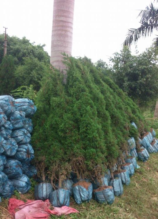 Cây Tùng Tháp