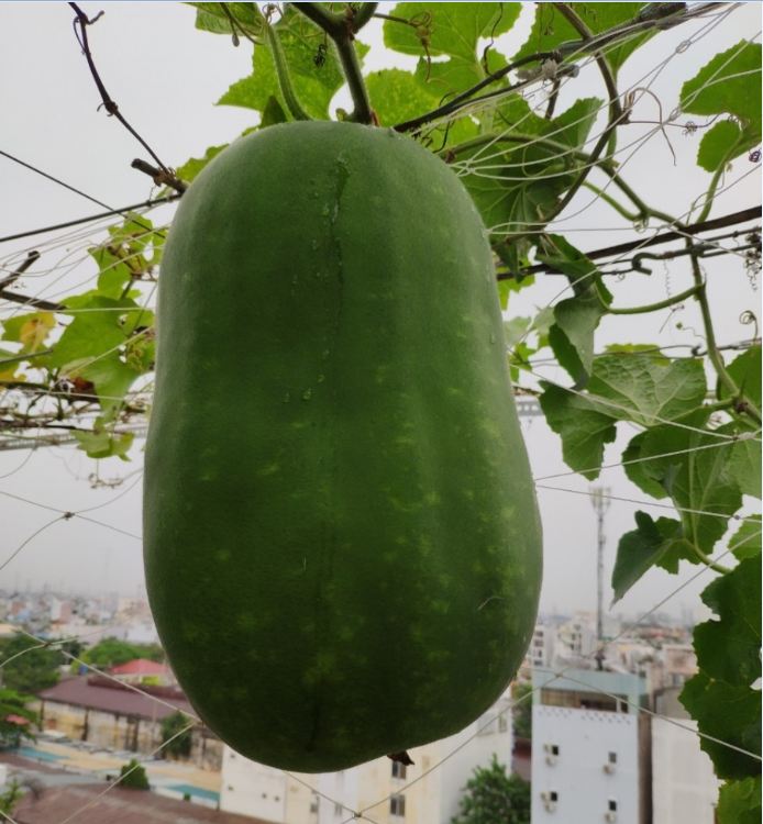 " Gói 5 "Hạt Giống Bí Đao Khổng Lồ [Seeds]