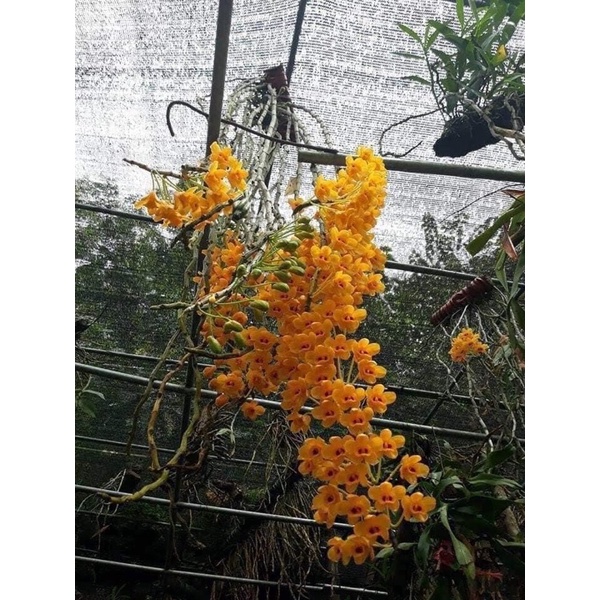 Hoa Lan phi điệp vàng Chơi Tết 1 bó 10 thân)