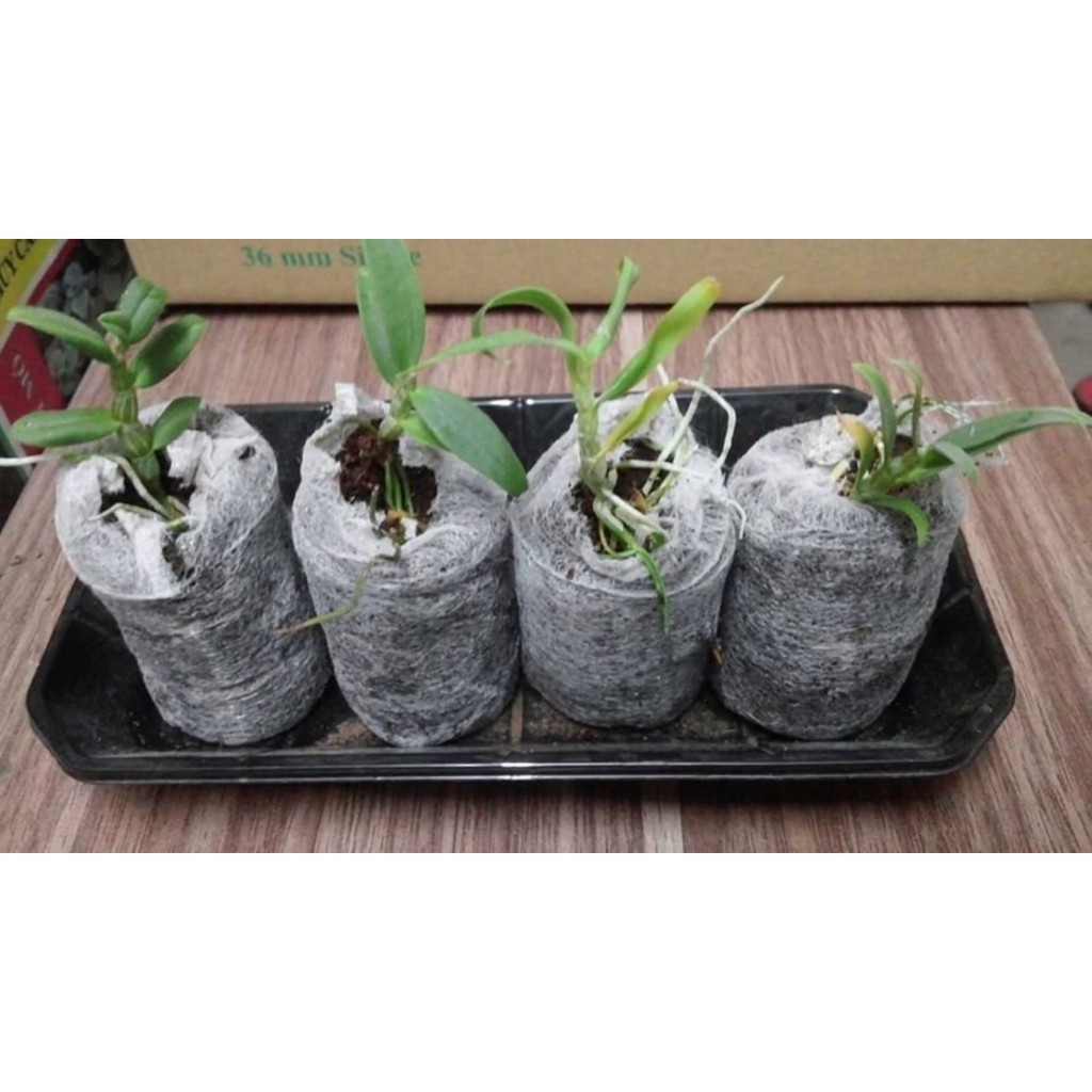 Viên nén sơ dừa hàng đẹp 50 viên (Đảm bảo nở hết)