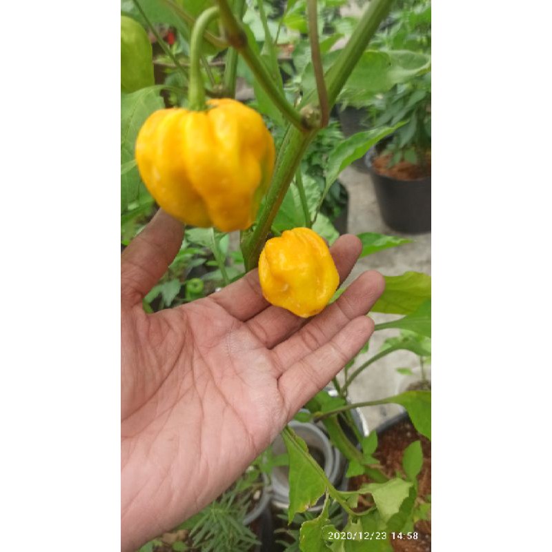 MJ300 Hạt Giống ớt HABANERO VÀNG ĐỎ ( LEMON HABANERO)