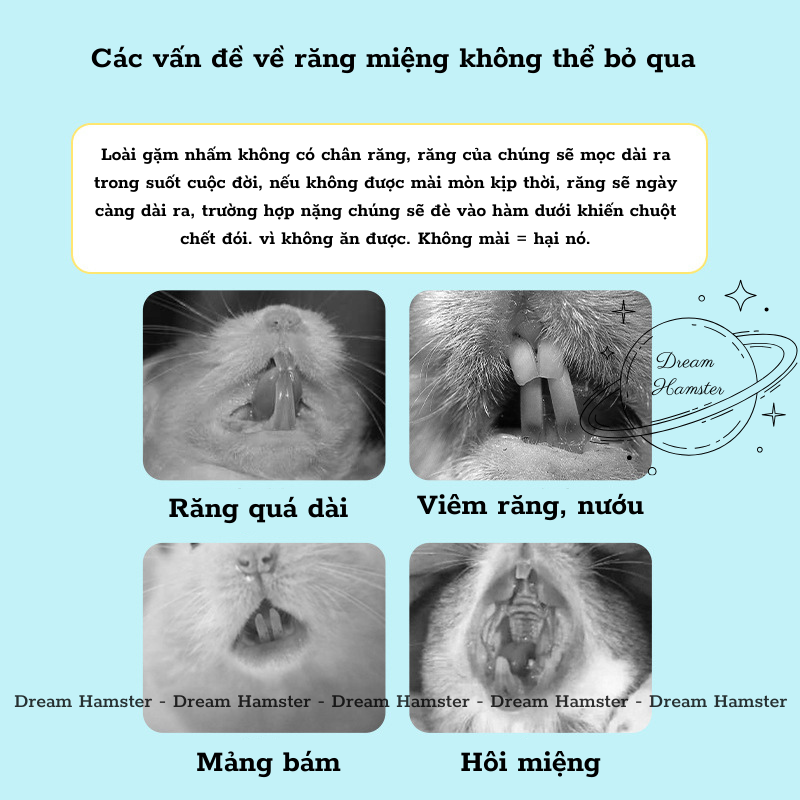Mài răng ngũ cốc Yee cho hamster, rat, đuôi mập, sóc, nhím,...