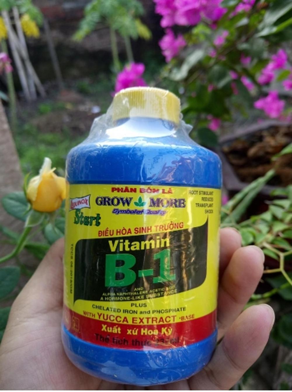 B1 MỸ CHO LAN, CÂY TRỒNG