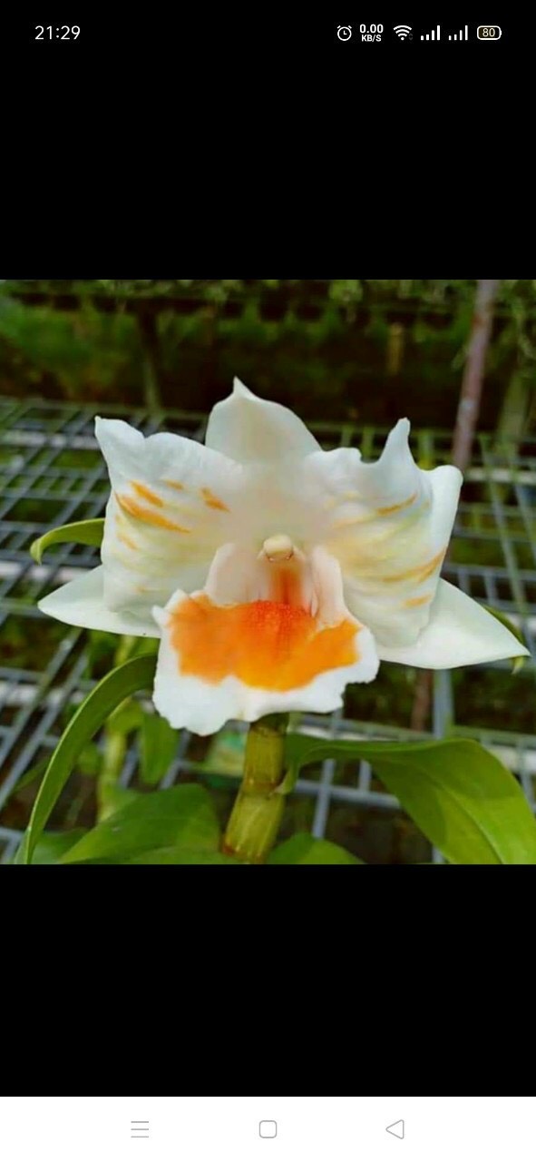 Dendro Damari 3 lưỡi hoa thơm - dòng dendro thân có lông độc đáo