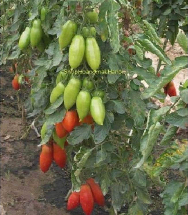 Hạt giống cà chua chuối ( cà chua ngón tay đỏ ) 30 hạt/gói - ( TẶNG gói kích thích hỗ trợ hạt nảy mầm)