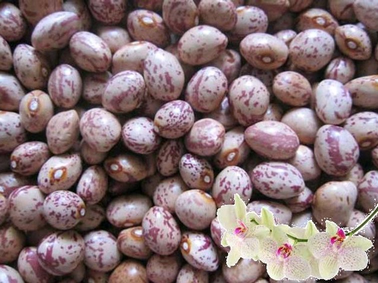 COMBO 2kg ĐẬU CÚC ĐÀ LẠT
