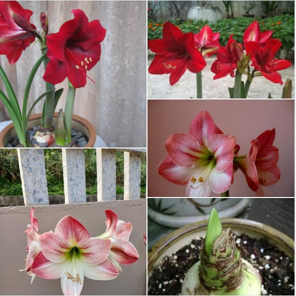 Combo 2 củ hoa huệ tây ( 1 củ hoa màu hồng đào và 1 củ hoa màu đỏ nhung)