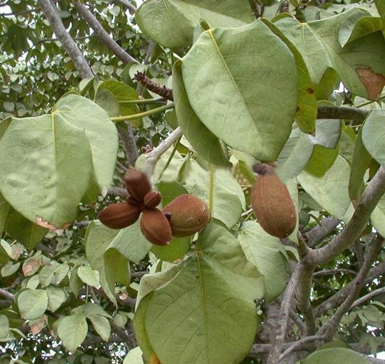 Hạt giống cây ươi bay (đười ươi)
